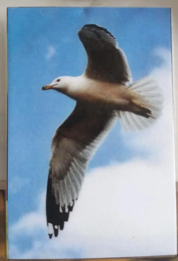 Gaviota Lägenhet Playa del Carmen Mexiko